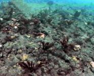 Ocean Outfall Fig. 2