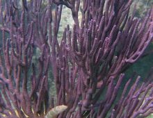 The habitat inspection assignment that everyone wants...Bermuda. Benthic Habitat Fig. 3